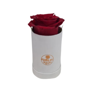 Cylindrical Bloombox - Image 2