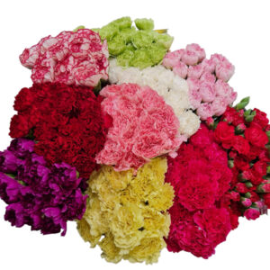 IMPORTED CARNATION BUNDLE (20 STEMS)