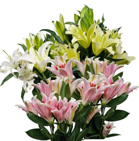 IMPORTED LILIES BUNDLE (10 STEMS) - Flora 4U