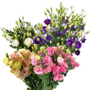 IMPORTED PAPER ROSES BUNDLE